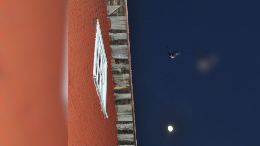 ‘The Great Wisconsin Bat Count': DNR calling on volunteers to help gauge population trends