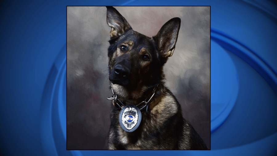Wisconsin police department mourns loss of K9 who served community over four years