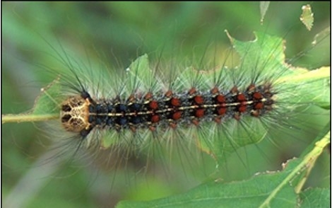 Additional county in Wisconsin added to quarantine list for invasive moth species from Europe