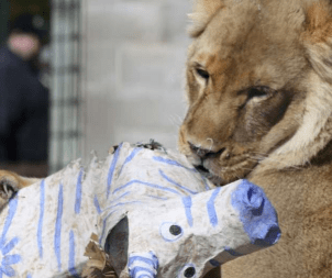 NEW Zoo mourning the loss of lioness Ajia