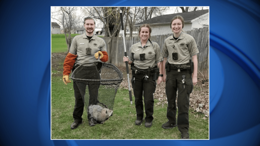 From stuck to safe, an opossum gets surprise rescue from Neenah Community Service Aides