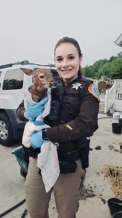 Door County Sheriff's Deputy rescues fawn born after mother deer hit by a car