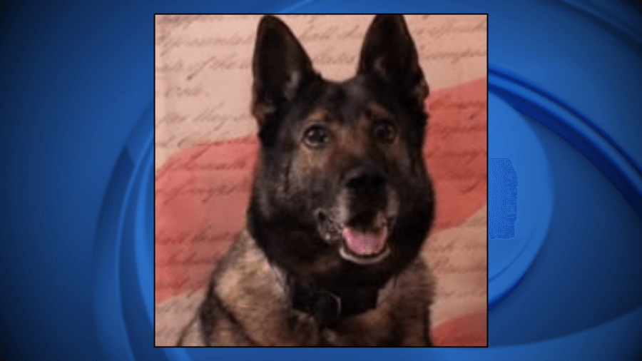 Manitowoc Police K9 born in Slovakia retires after eight years, helped seize over $78,000 and 7.5 pounds of illegal drugs