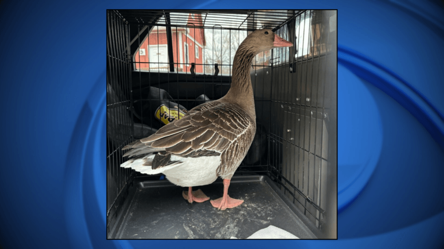 Duck, duck: Goose in Wisconsin reunited with family thanks to efforts of police sergeants