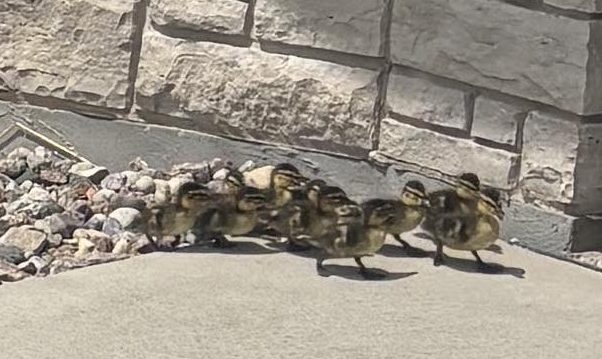 Neenah officers rescue ducklings trapped in enclosed courtyard