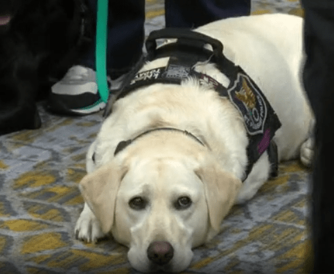 Wisconsin DOJ showcases ESD dogs in Fight Against Online Child Exploitation conference