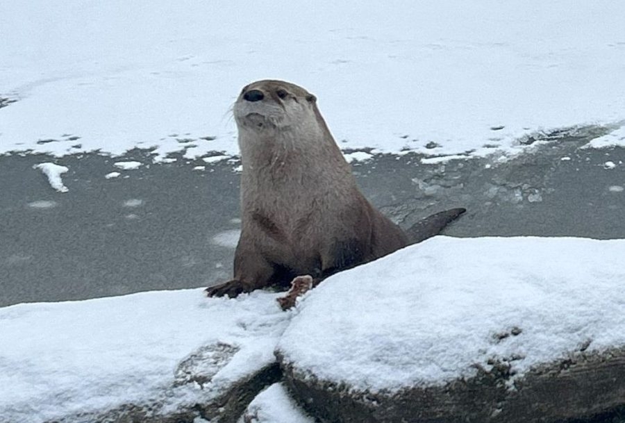 'Ophelia is home!': NEW Zoo announces the safe return for one of its two missing otters