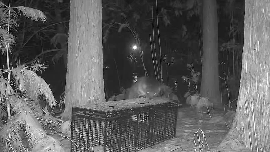 ‘He has made the decision to be wild': NEW Zoo & Adventure Park provides update on missing otter Louie