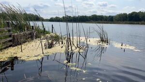 Blue-green algae alert issued for Lake George and Lorraine by Volusia County Department of Health