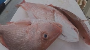 Florida's Gulf red snapper season is now open