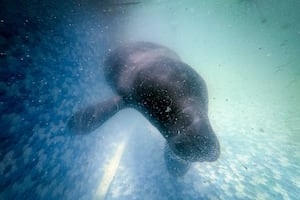 New manatee threats could spark possible lawsuit