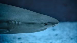 ‘It was very scary': Central Florida women survive a shark attack in the Bahamas