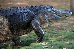 Motorcyclists injured after hitting alligator on I-4 in Orange City