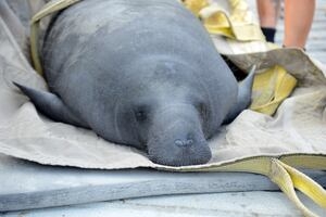 Florida fighting ruling on manatee protections
