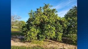 Tree that appears resistant to citrus greening found in central Florida