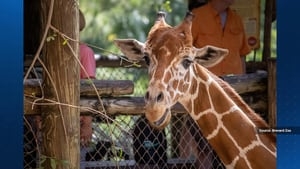 Doc the giraffe, a Brevard Zoo favorite, has died