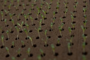 State Appeals Farmworker Ruling