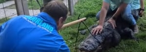 Alligator at Gatorland is rescued by team after swallowing a shoe