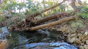 Creek debris removal aims to improve stormwater management in Winter Springs