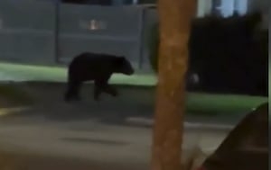 Florida black bear spotted in Winter Park over the weekend