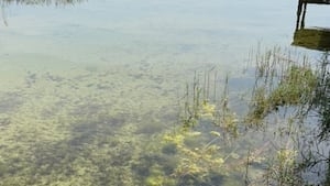 Blue-green algae alert issued for Orange County lakes by Department of Health