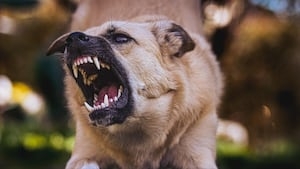 Higher insurance required for dangerous dogs in Volusia County