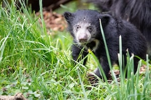 Florida Wildlife officials to propose bear hunt this week
