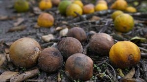 Florida citrus growers say disease, weather impacts could spell end of the industry