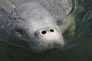 Orlando judge backs more protections for Florida manatees