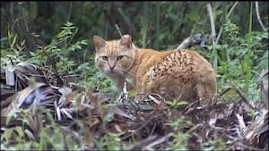 Cat triggers rabies alert in Lake County
