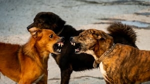 Florida House proposes bill to tackle dangerous dog attacks