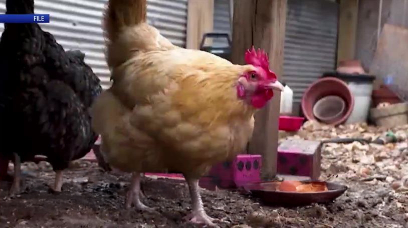What to know about home Poultry Farming, does it save money on eggs?