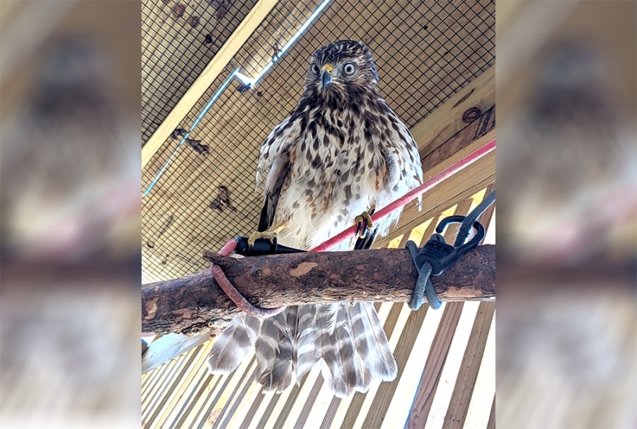 Red-shouldered hawk set for release after 2 months of recovery