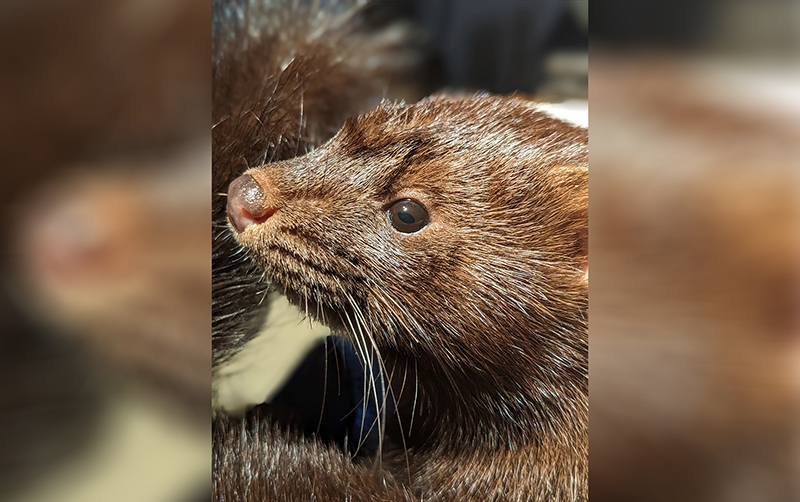 American mink recovers from injury at Virginia Wildlife Center