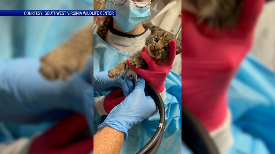 Southwest Virginia Wildlife Center rehabilitating bobcat kitten