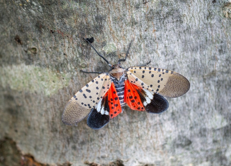 Quarantine for invasive Spotted Lanternfly ends in Virginia