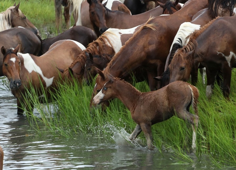 Threats lead to new Chincoteague Pony Drive regulations