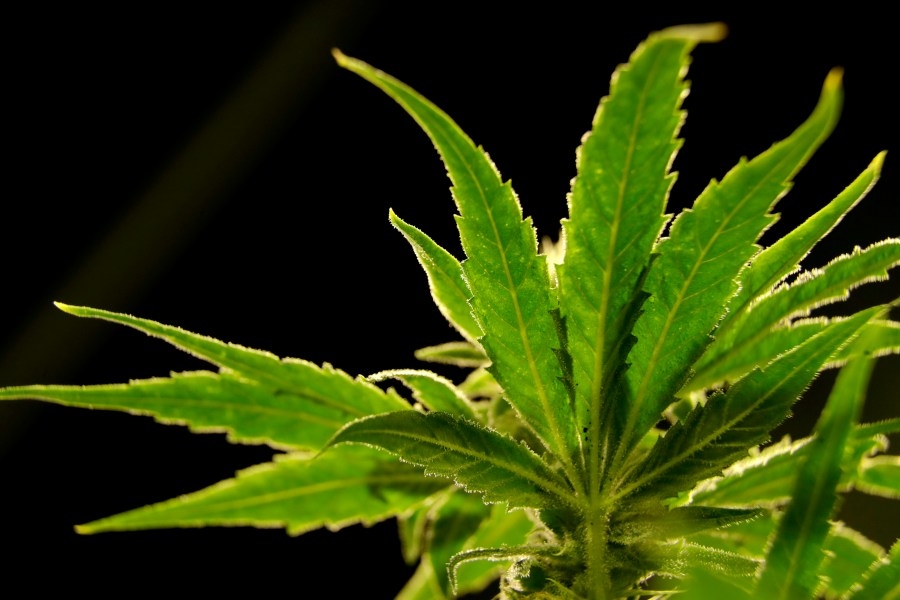 University of Lynchburg adds more Cannabis Studies courses