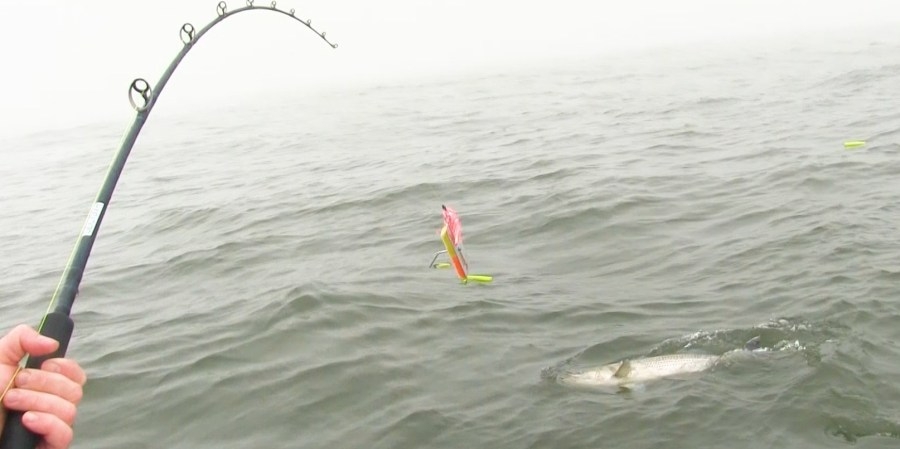 Anglers catch fish for science and to save a species vital to every state on the Atlantic coast