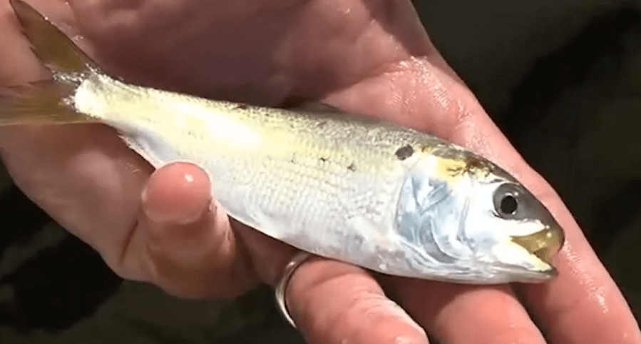 Budget Amendment to help tiny fish is tossed by Virginia lawmakers