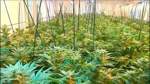 ‘We'd love it to become law next week:' What would the Massachusetts cannabis bill change?