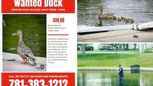 ‘Wanted': Cohasset police trying to reunite duck with her 7 ducklings after fight at pond