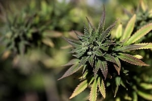 Massachusetts lawmakers poised to approve major cannabis bill on Wednesday