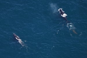 ‘Slow down': Mariners warned about North Atlantic right whales seen in shipping lanes south of Mass.