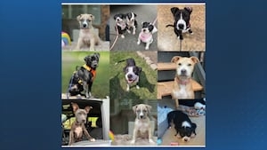 Looking to adopt your new best friend? Woofstock 2025 is happening this weekend