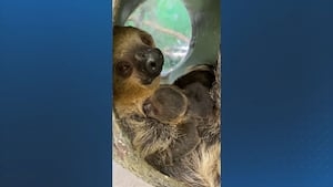 ‘We are thrilled': Stone Zoo celebrates birth of Linnaeus's two-toed sloth