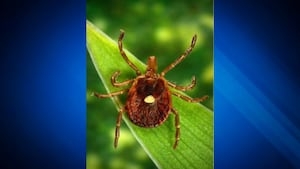 No more steak, burgers? Research links allergic reaction to red meat to ticks found in New England