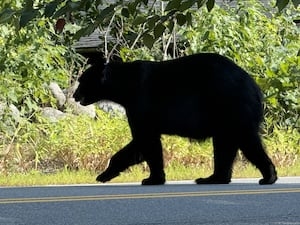 400-pound black bear roaming Massachusetts neighborhood, police warn