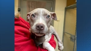 11-month-old malnourished puppy found in Mississippi up for adoption in Boston
