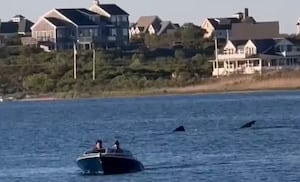 ‘Reminiscent of a scene from Jaws': Massive shark spotted in water off New England